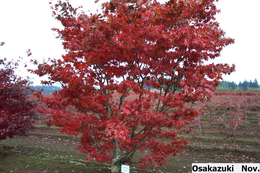 Acer palmatum 'Osakazuki'