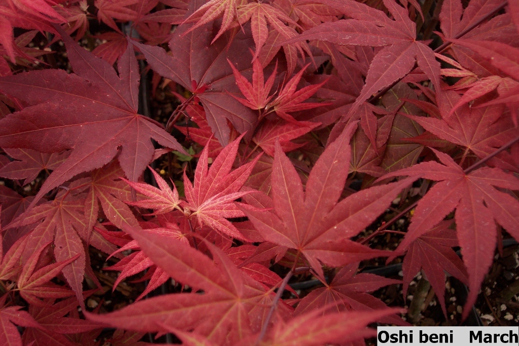 Acer palmatum 'Oshio-beni'