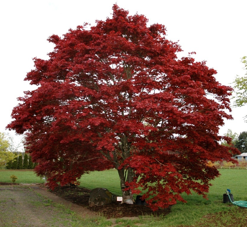 Acer palmatum 'Oshio-beni'