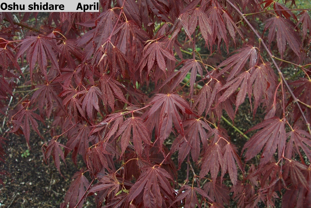 Acer palmatum 'Oshu-shidare'