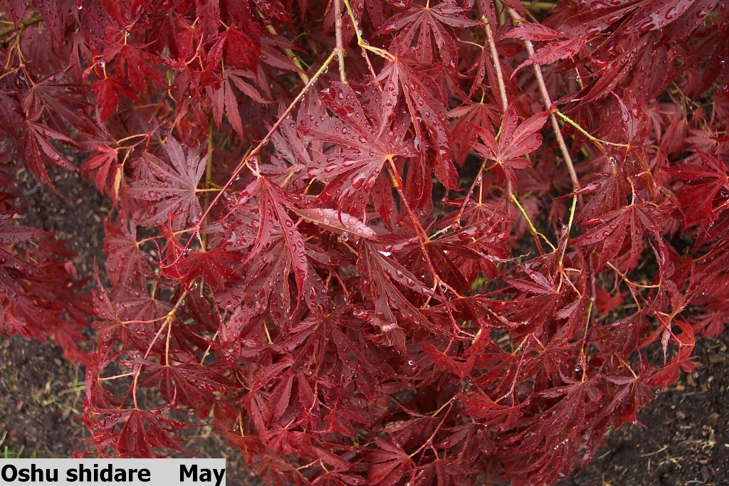 Acer palmatum 'Oshu-shidare'