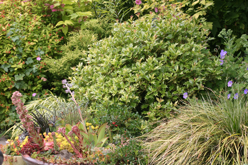 Osmanthus hererophyllus goshiki