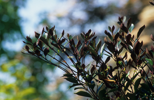 Osmanthus hererophyllus purpureus