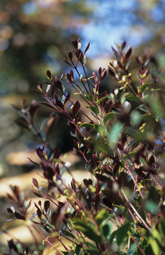 Osmanthus hererophyllus purpureus