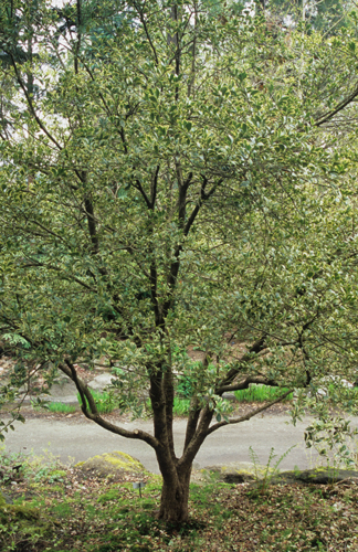 Osmanthus hererophyllus verigatus