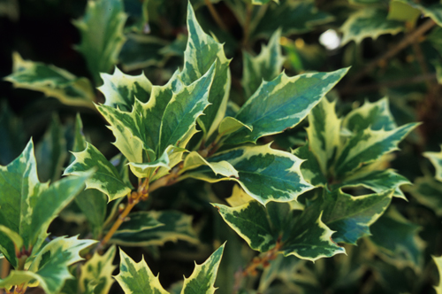 Osmanthus hererophyllus verigatus