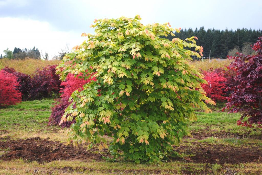 Acer japonicum 'Otake'