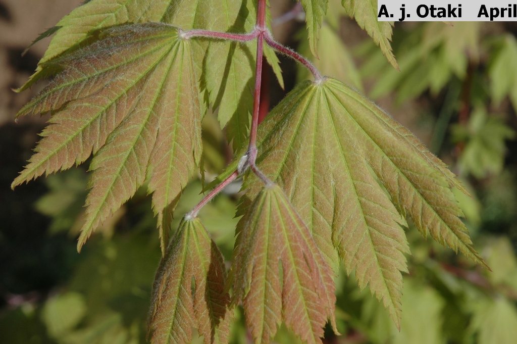Acer japonicum 'Otake'