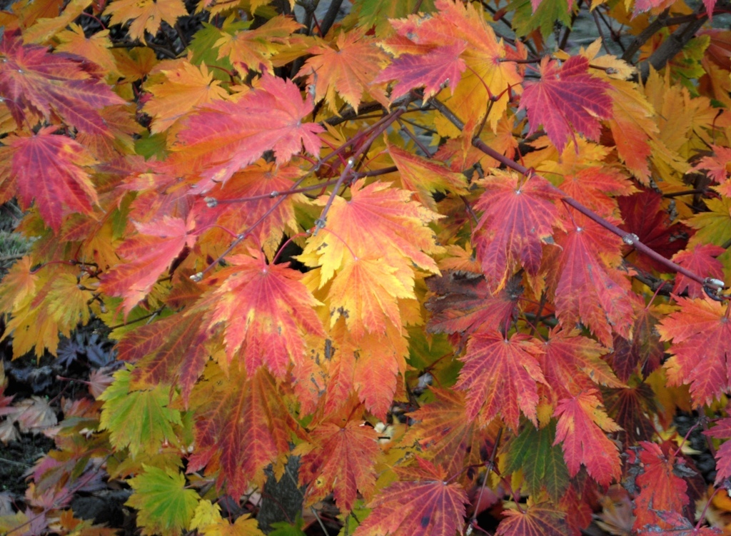 Acer japonicum 'Otake'