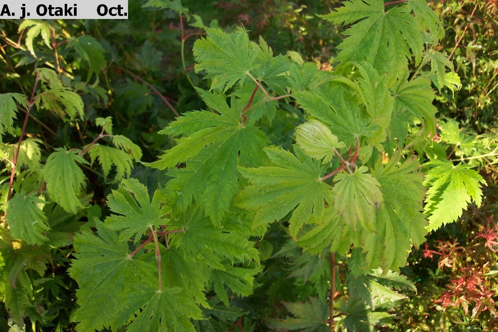 Acer japonicum 'Otake'