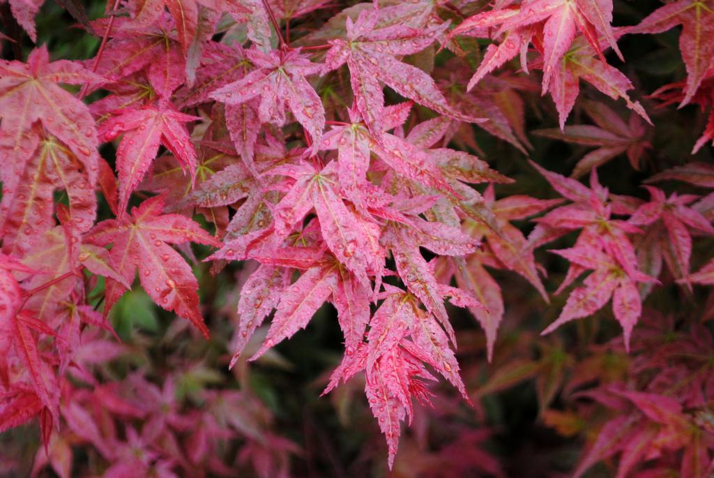 Acer palmatum 'Otome-zakura'