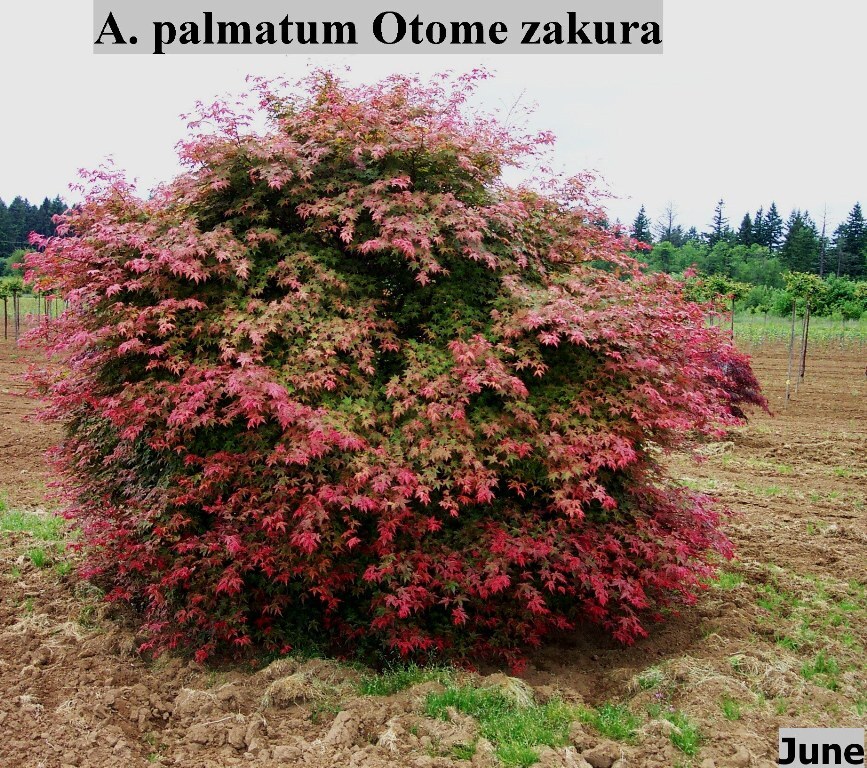 Acer palmatum 'Otome-zakura'