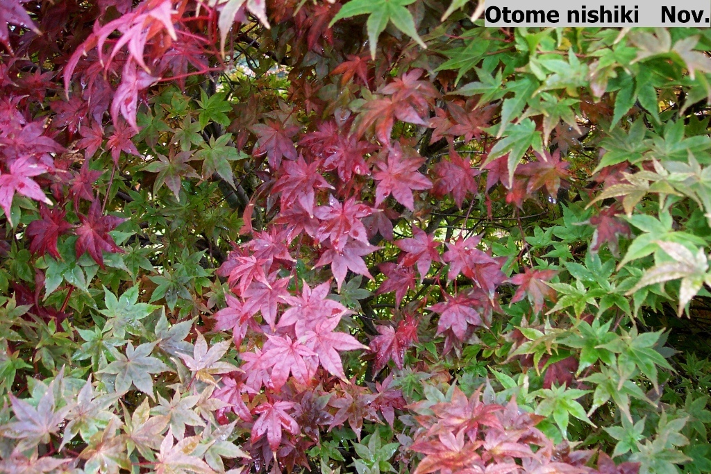 Acer palmatum 'Otome-zakura'