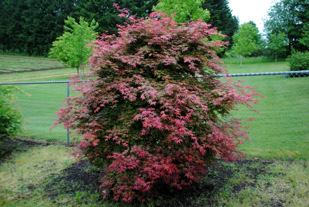 Acer palmatum 'Otome-zakura'