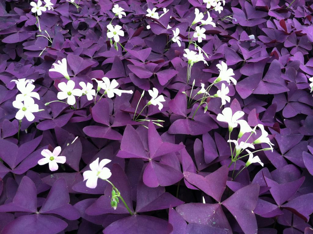 Oxalis regnellii 'Francis'