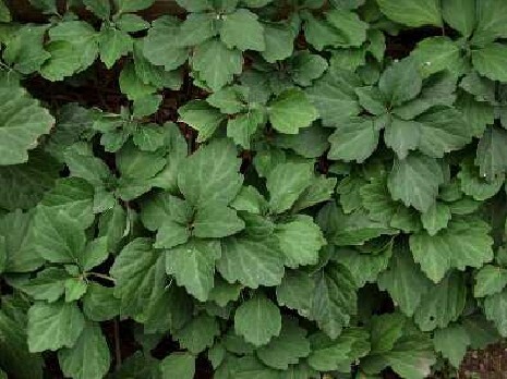 Pachysandra procumbens