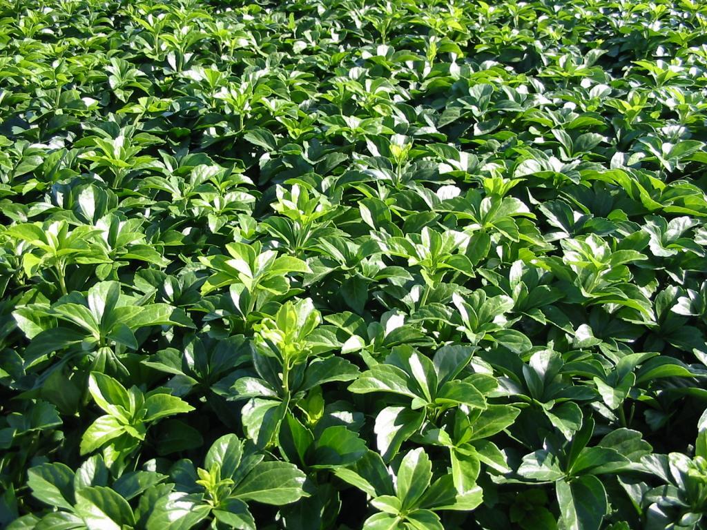 Pachysandra terminalis