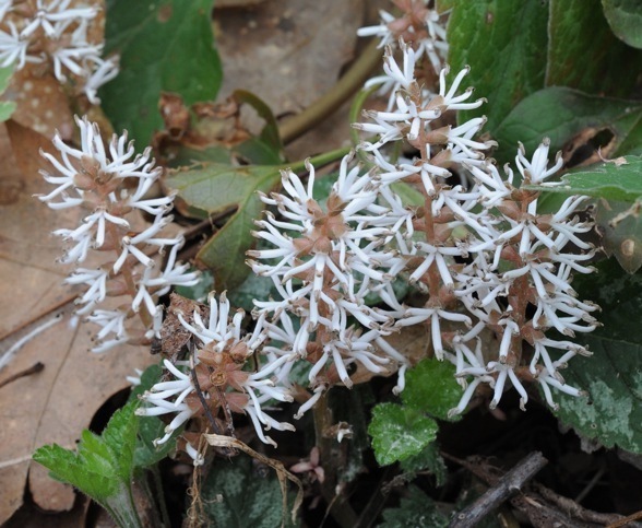 Pachysandra procumbens