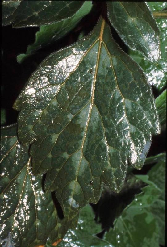 Pachysandra procumbens
