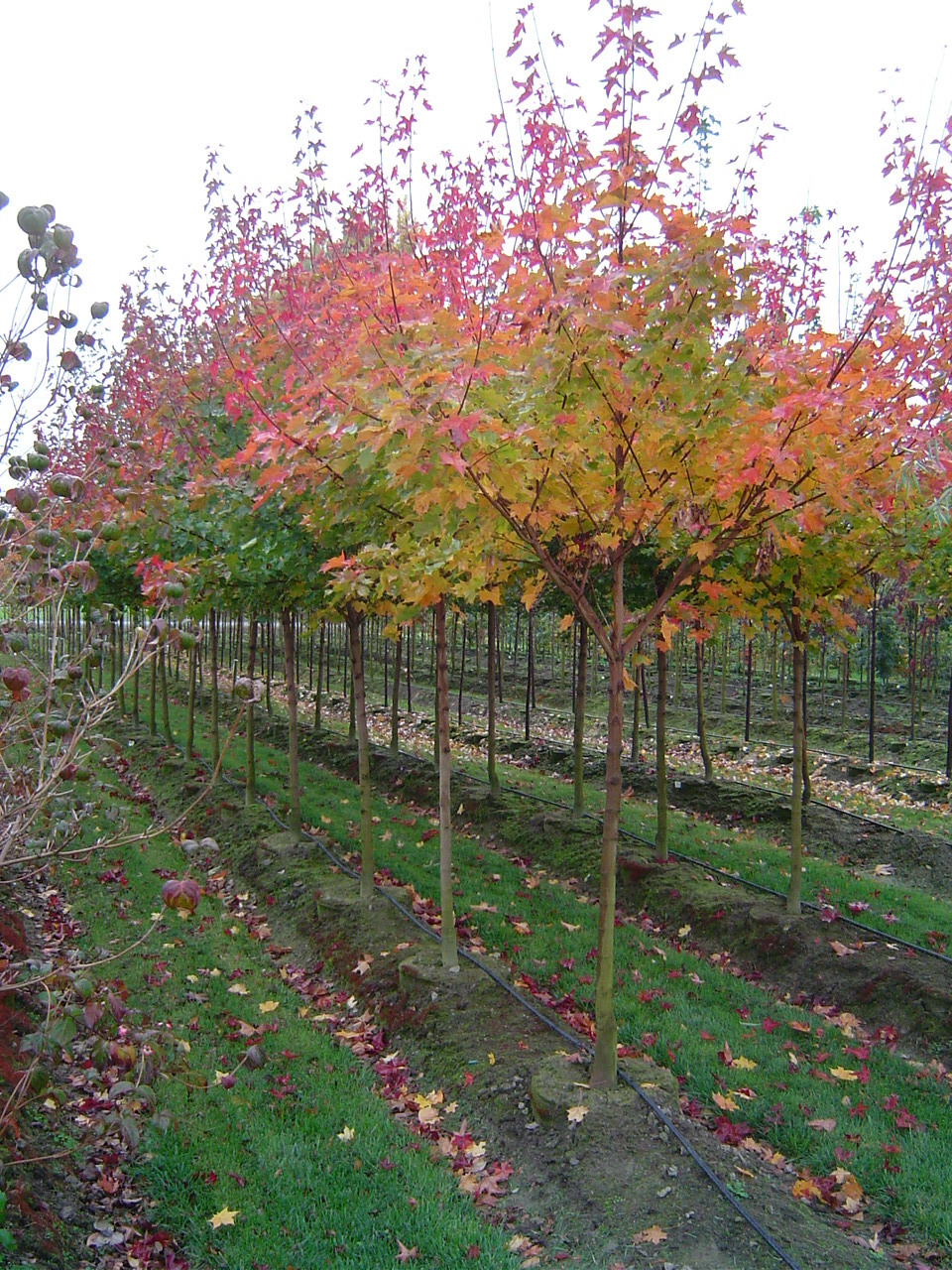 Pacific Sunset® Maple (Acer truncatum x A. platanoides 'Warrenred')