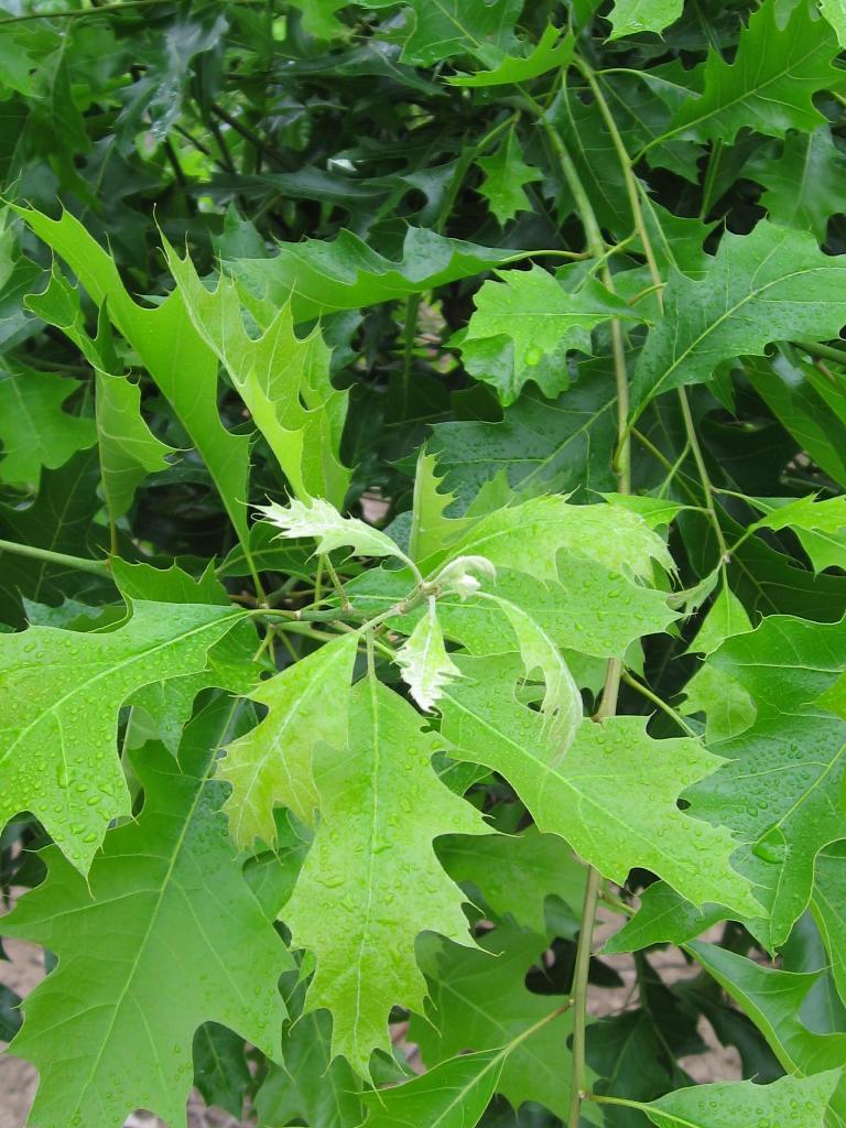 Quercus palustris 'PWJR08' PP20900