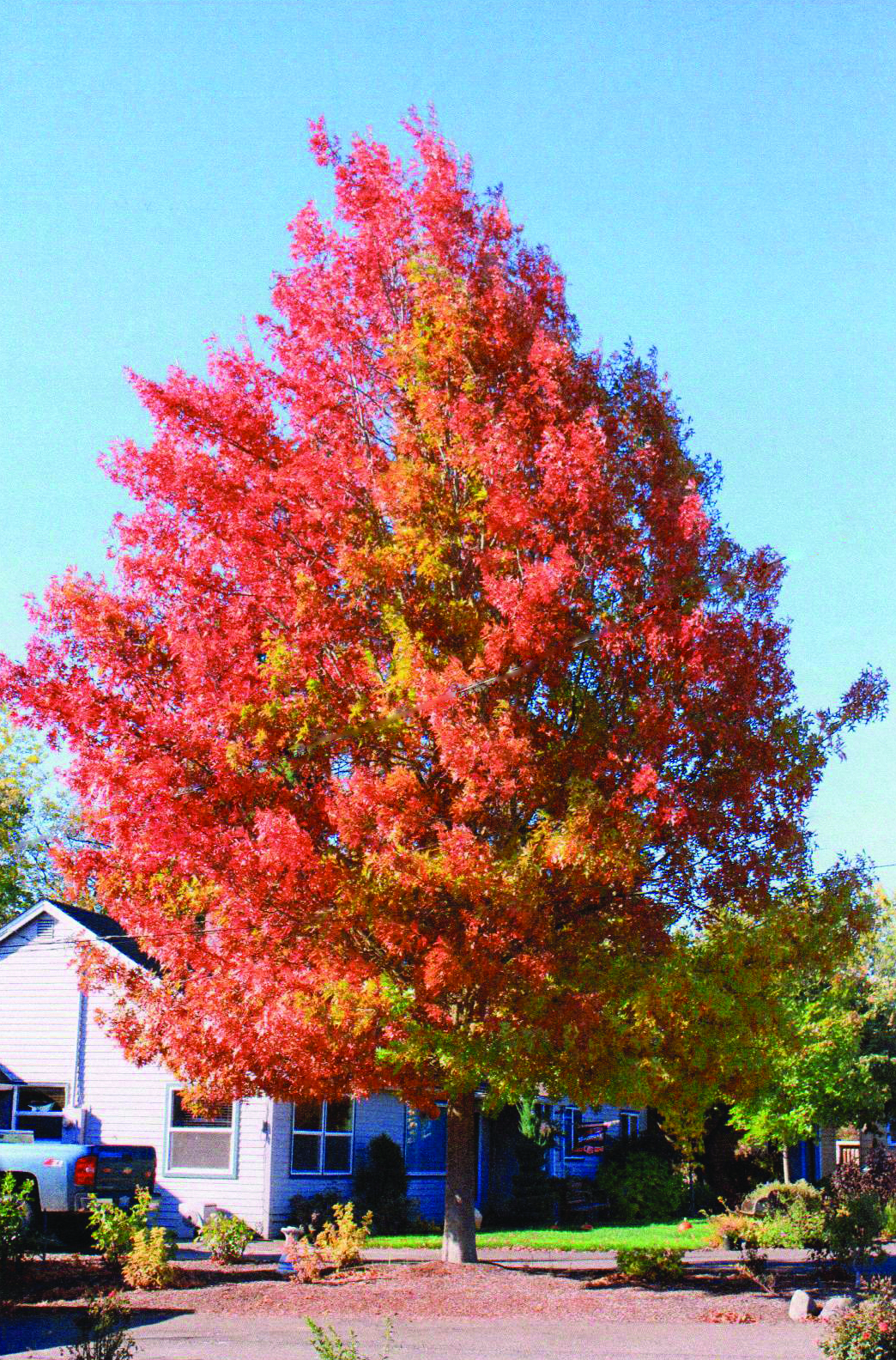 Quercus palustris 'PWJR08' PP20900