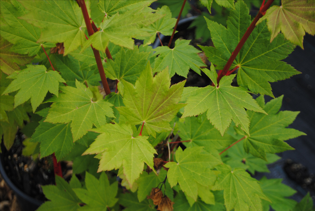 Acer circinatum 'Pacific Fire'