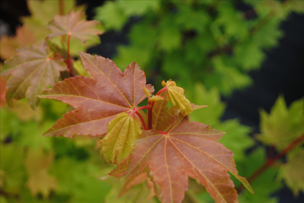 Acer circinatum 'Pacific Fire'