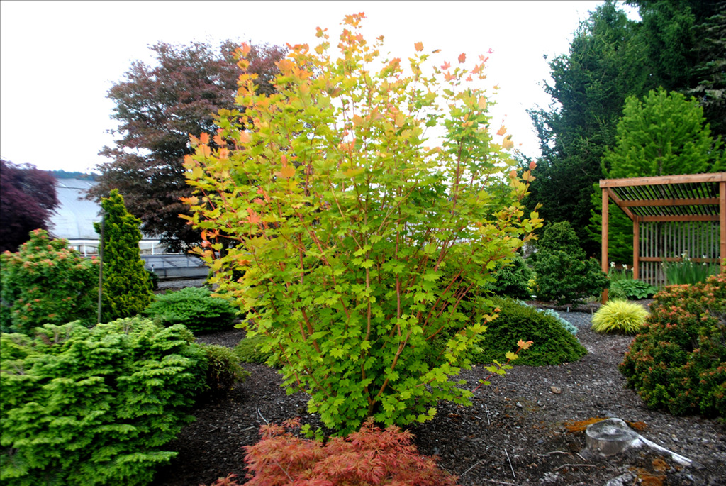 Acer circinatum 'Pacific Fire'