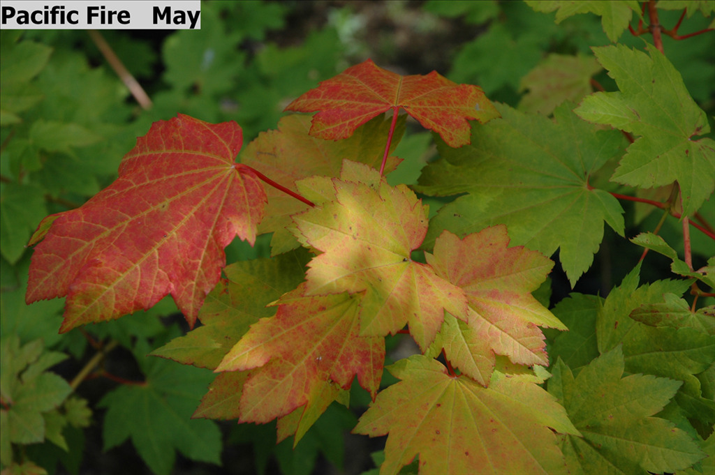 Acer circinatum 'Pacific Fire'