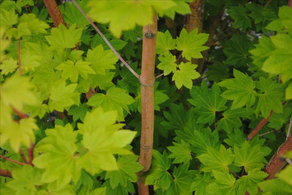 Acer circinatum 'Pacific Fire'
