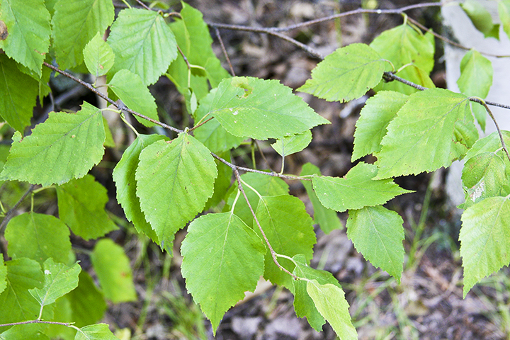 Betula papyrifera