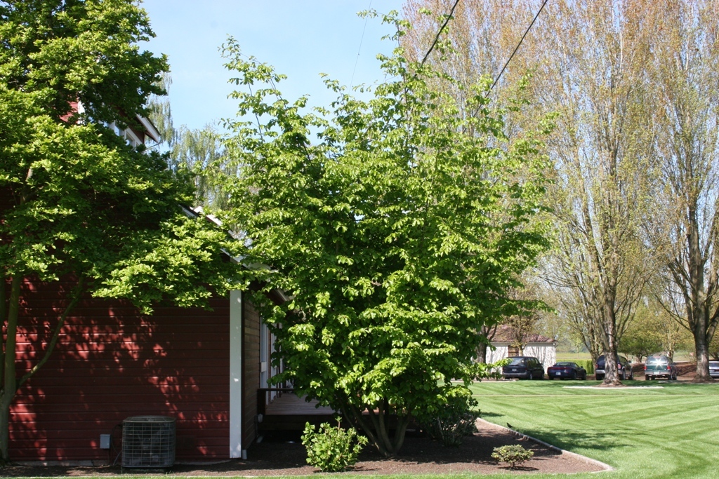 Parrotia persica 'Ruby Vase'