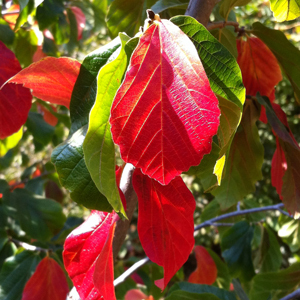 Parrotia persica (Persian Parrotia)