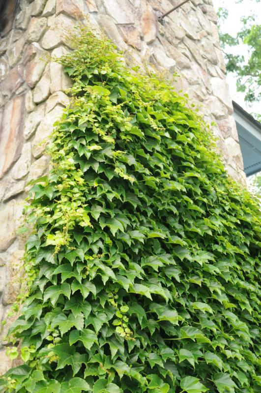 Parthenocissus tricuspidata