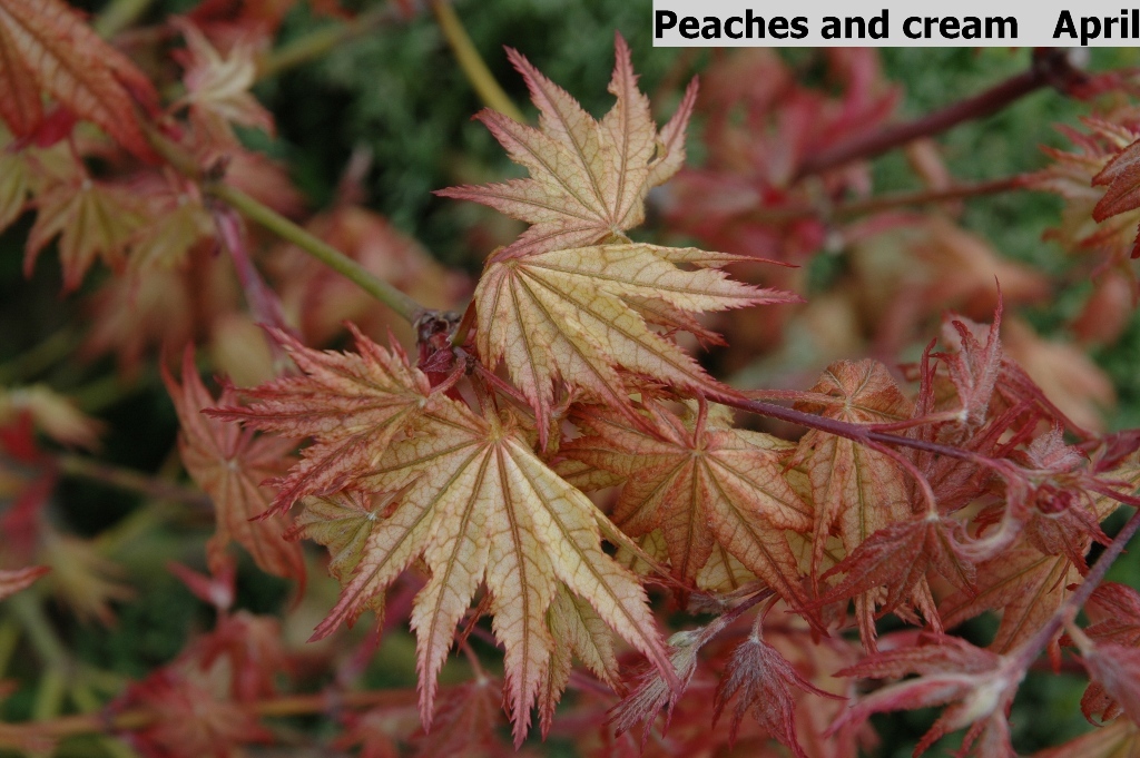 Acer palmatum 'Peaches and Cream'