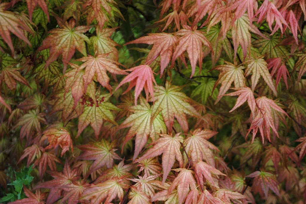 Acer palmatum 'Peaches and Cream'
