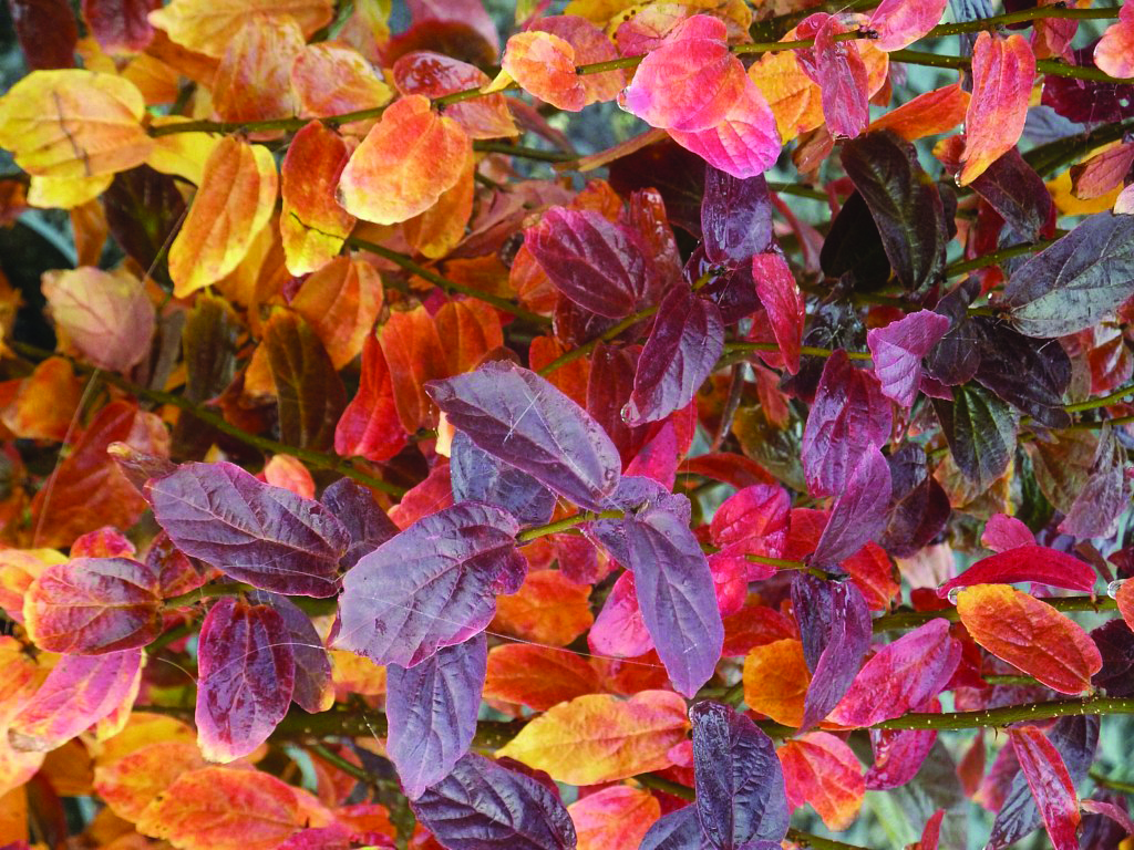 Parrotia persica 'JLColumnar' PPAF