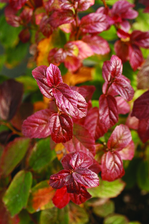 Parrotia persica 'JLColumnar' PPAF