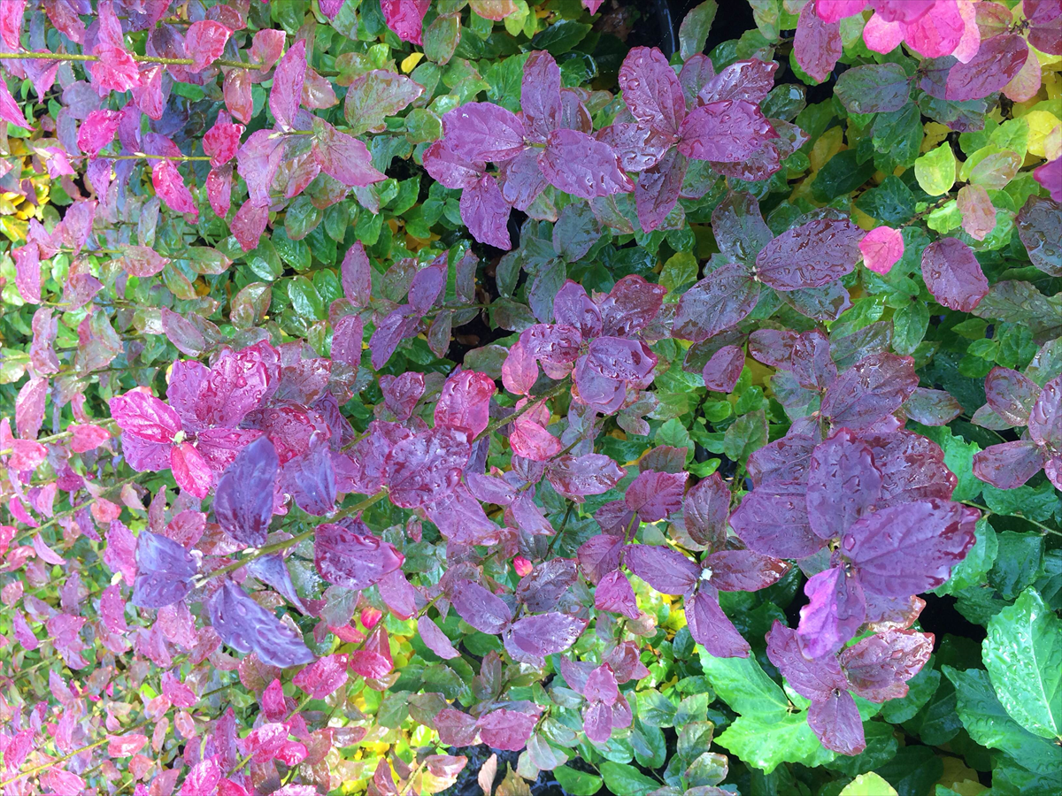 Parrotia persica 'JLColumnar' PPAF