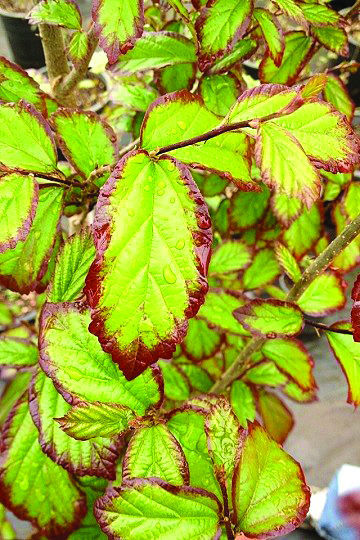 Parrotia persica 'JLColumnar' PPAF