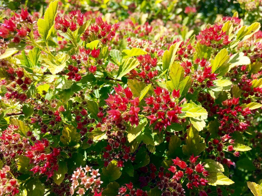 Raspberry Lemonade™ Physocarpus