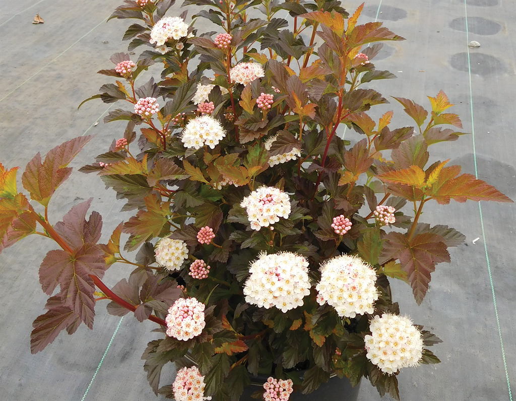 Alouette Physocarpus