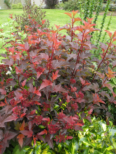 Physocarpus opulifolius center glow