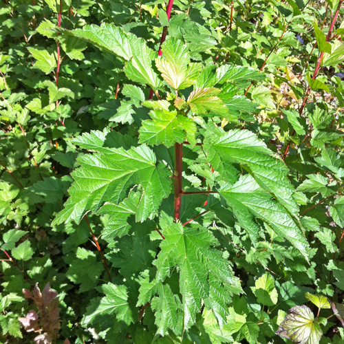 Physocarpus capitatus