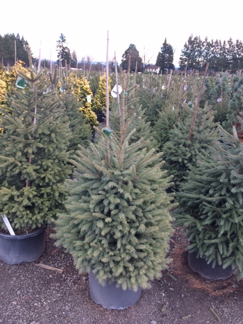 Countryside Nursery | Norway Spruce Christmas Trees
