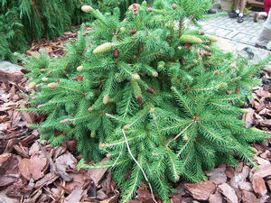 Picea abies 'Acrocona Pusch'