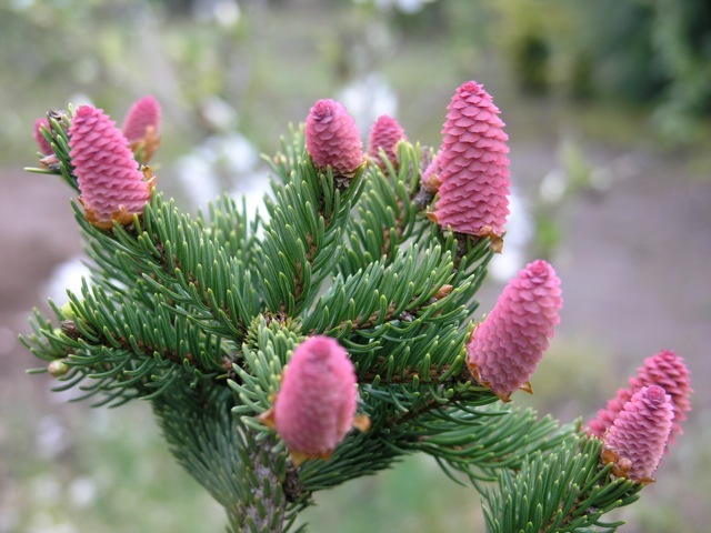 Picea abies 'Acrocona'