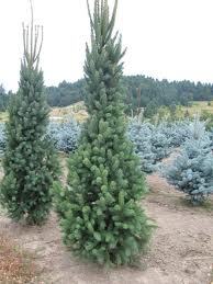 Picea abies 'Cupressina'
