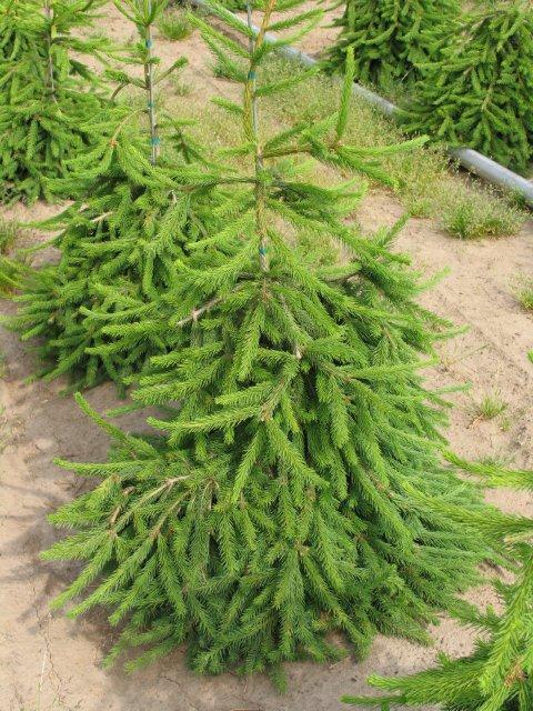 Picea abies 'Frohburg'